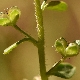 Veronica acinifolia