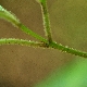 Viburnum tinus subsp. tinus