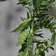 Vicia lutea subsp. lutea
