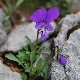 Viola cephalonica