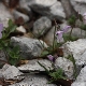 Viola cephalonica