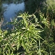 Vitex agnus-castus