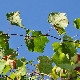 Vitis vinifera subsp. vinifera