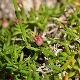 Asperula naufraga