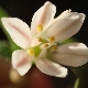 Allium chamaemoly subsp. chamaemoly