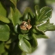 Aptenia cordifolia
