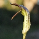 Arisarum vulgare subsp. vulgare