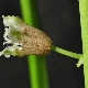 Bellevalia dubia subsp. boissieri