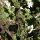 Capsella grandiflora