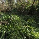 Carex agastachys