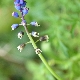 Bellevalia dubia subsp. boissieri