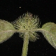 Clinopodium vulgare subsp. orientale