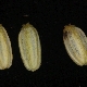 Foeniculum vulgare