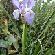 Iris unguicularis subsp. carica