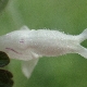 Lamium bifidum subsp. bifidum