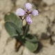 Moricandia arvensis