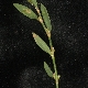 Polygonum aviculare subsp. aviculare