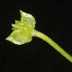 Ranunculus neapolitanus