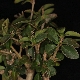 Rhamnus alaternus subsp. alaternus