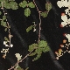 Rubus sanctus subsp. discolor
