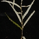 Salix eleagnos subsp. eleagnos