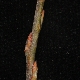 Salix eleagnos subsp. eleagnos