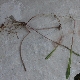 Sonchus bulbosus subsp. bulbosus