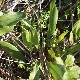 Tripolium pannonicum subsp. pannonicum