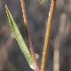 Tripolium pannonicum subsp. pannonicum