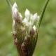 Allium dentiferum