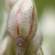 Allium dentiferum