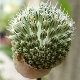 Allium guttatum subsp. tenorei