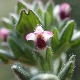 Bellardia latifolia