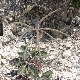 Brassica cretica subsp. aegaea