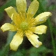 Ficaria calthifolia