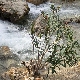 Nerium oleander subsp. oleander