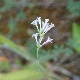 Asperula aristata subsp. aristata