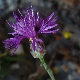 Centaurea deusta