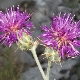 Centaurea spruneri