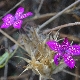 Dianthus viscidus