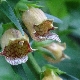 Digitalis laevigata subsp. graeca