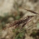 Bromus fasciculatus subsp. fasciculatus