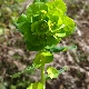 Euphorbia amygdaloides subsp. amygdaloides
