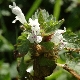 Lamium bifidum subsp. bifidum