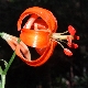 Lilium chalcedonicum