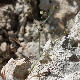 Bupleurum trichopodum