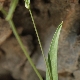 Bupleurum trichopodum