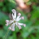 Silene viridiflora