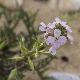 Cakile maritima subsp. maritima