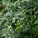 Acer monspessulanum subsp. monspessulanum